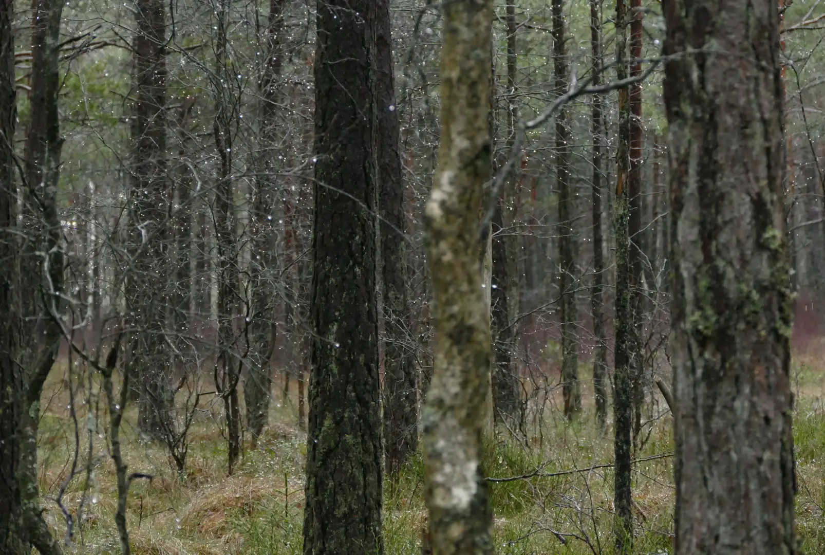 a forest in the rain